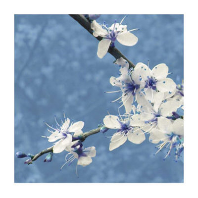 Blossom In Blue by Gail Mckenzie Pricing Limited Edition Print image