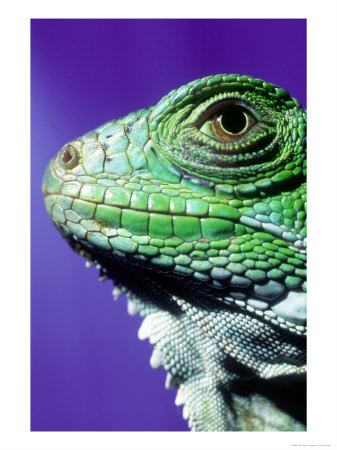 Green Iguana, South America by Don Romero Pricing Limited Edition Print image