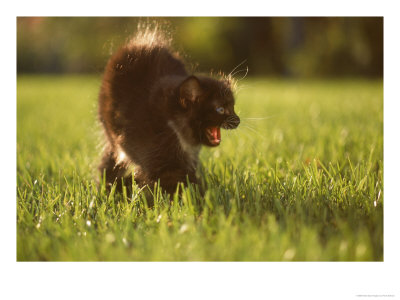 Eight-Week-Old Kitten Hissing by Frank Siteman Pricing Limited Edition Print image