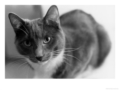 Black And White Image Of A Cat by Debra Cohn-Orbach Pricing Limited Edition Print image