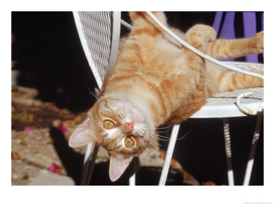 Tabby Cat Sitting With Head Hanging Upside Down by Francie Manning Pricing Limited Edition Print image