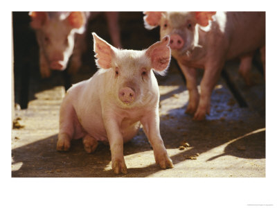 Yorkshire Pigs In Pen, Ga by Inga Spence Pricing Limited Edition Print image