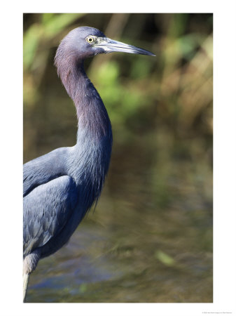 Great Blue Heron by Mark Newman Pricing Limited Edition Print image