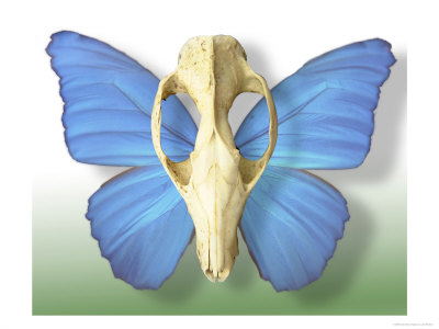 Skull With Butterfly Wings by Jim Mcguire Pricing Limited Edition Print image