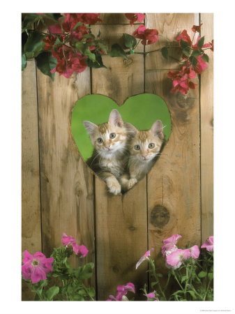 Two Kittens Peeking Out Of Heart Shaped Window by Richard Stacks Pricing Limited Edition Print image