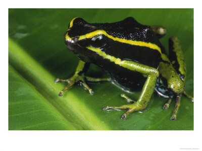 Poison Dart Frog, Epipedobates Tricolar by Marian Bacon Pricing Limited Edition Print image