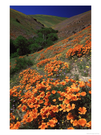 Poppies, Ca by David Carriere Pricing Limited Edition Print image