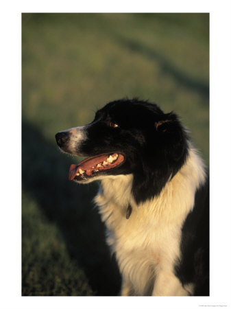 Border Collie Dog Outdoors by Peggy Koyle Pricing Limited Edition Print image