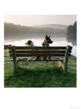 2 Dogs On Bench by Peter Ciresa Pricing Limited Edition Print image