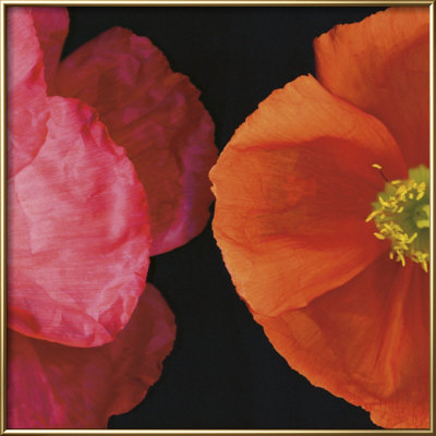 Dual Poppy Left by Pip Bloomfield Pricing Limited Edition Print image
