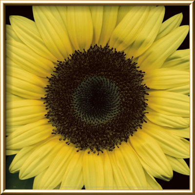 Sunflower Face by Pip Bloomfield Pricing Limited Edition Print image