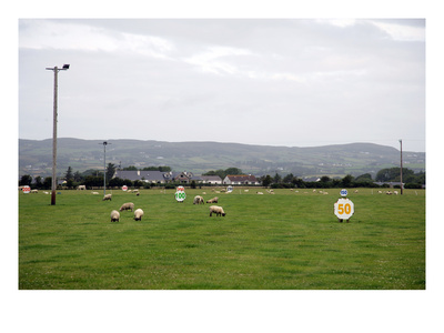 Sheep Grazing, Carndonagh, Ireland by Stephen Szurlej Pricing Limited Edition Print image