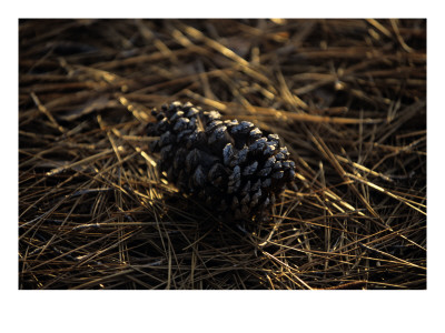 Famous Pinehurst Pinecones by Dom Furore Pricing Limited Edition Print image