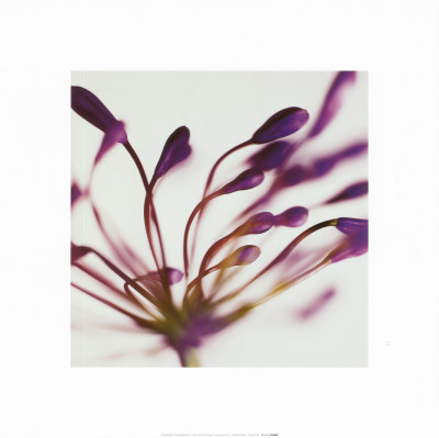 Purple Agapanthus by Michael Banks Pricing Limited Edition Print image