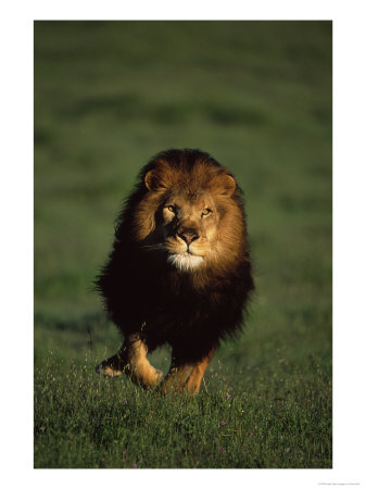 African Lion Walking In Grass by Don Grall Pricing Limited Edition Print image