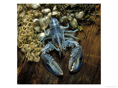 Lobster And Clams by Ed Bishop Pricing Limited Edition Print image