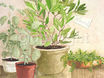 Laurel In A Pot by Ina Van Toor Pricing Limited Edition Print image