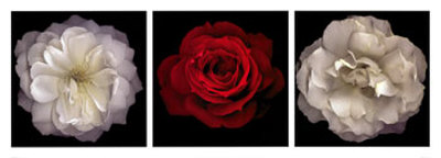Rose Gallery Ii by Tony Stuart Pricing Limited Edition Print image