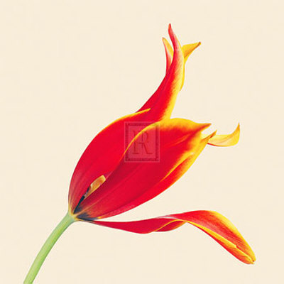 Bloom Vi by Max Carter Pricing Limited Edition Print image