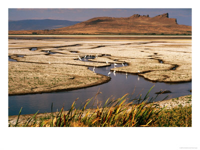 Colony Of Egrets By Shrinking Lake In Summer, Tule Lake, U.S.A. by Ruth Eastham Pricing Limited Edition Print image