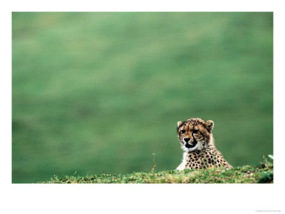 Cheetah (Acinonyx Jubatus), U.S.A. by Mark Newman Pricing Limited Edition Print image