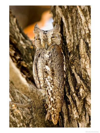 African Scops Owl In Tree, Namibia by Joe Restuccia Iii Pricing Limited Edition Print image