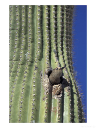 Saguaro With Gila Woodpecker, Tucson Botanical Gardens, Tucson, Arizona, Usa by Jamie & Judy Wild Pricing Limited Edition Print image