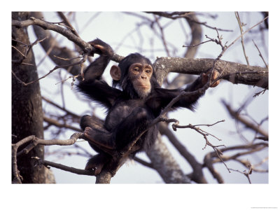 Young Male Chimpanzee, Gombe National Park, Tanzania by Kristin Mosher Pricing Limited Edition Print image