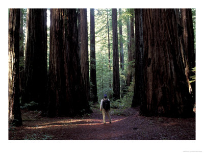 Redwoods National Park, California, Usa by Gavriel Jecan Pricing Limited Edition Print image