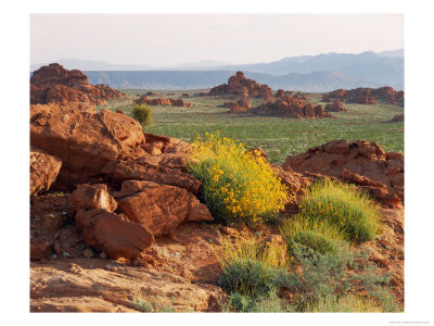 Brittlebush And Sandstone, Valley Of Fire State Park, Nevada, Usa by Scott T. Smith Pricing Limited Edition Print image