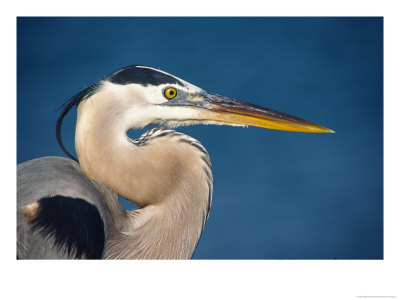 Great Blue Heron, Sanibel Island, Florida, Usa by Charles Sleicher Pricing Limited Edition Print image