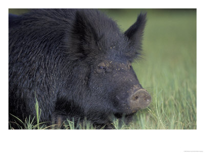 Wild Boar, Feral Pig, Florida, Usa by Maresa Pryor Pricing Limited Edition Print image