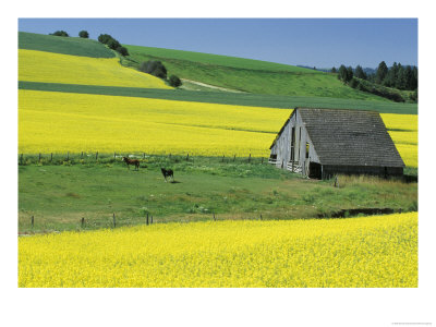 Canola And Old Wooden Barn, Idaho, Usa by Darrell Gulin Pricing Limited Edition Print image