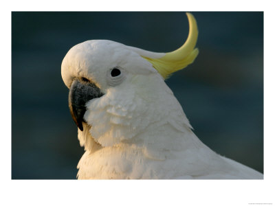 Cockatoo, Sydney Harbor, Australia by David Wall Pricing Limited Edition Print image