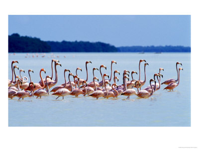 Flamingos At Laguna Oviedo, Dominican Republic, Caribbean by Greg Johnston Pricing Limited Edition Print image