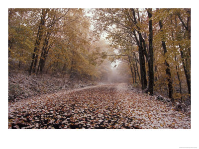 Fresh Snow On Burke Mountain Roadway, East Burke, Vermont, Usa by Darrell Gulin Pricing Limited Edition Print image