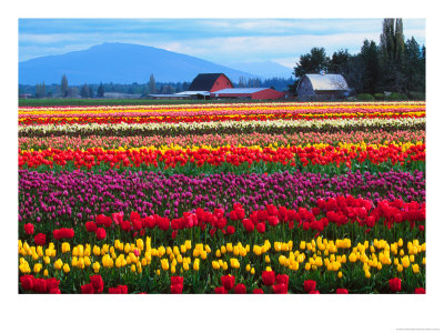 Skagit Valley Tulip Festival In April, Washington, Usa by Charles Sleicher Pricing Limited Edition Print image