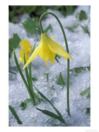 Glacier Lily Growing In Snow, Olympic National Park, Washington, Usa by Darrell Gulin Pricing Limited Edition Print image