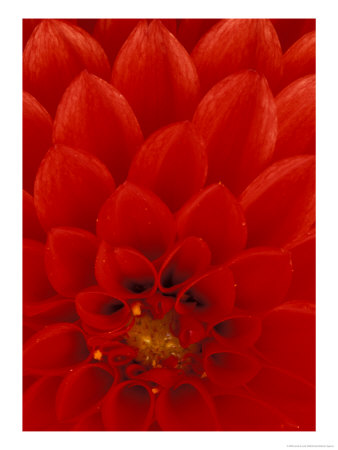 Red Dahlia Petals, Bellevue Botanical Garden, Washington, Usa by Jamie & Judy Wild Pricing Limited Edition Print image