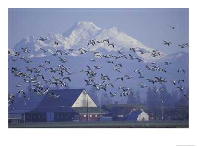 Snow Geese, Skagit Valley, Washington, Usa by William Sutton Pricing Limited Edition Print image