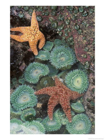 Tidepool Of Sea Stars, Green Anemones On The Oregon Coast, Usa by Stuart Westmoreland Pricing Limited Edition Print image