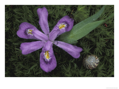 Dwarf Lake Iris And Snail, Wilderness State Park, Michigan, Usa by Claudia Adams Pricing Limited Edition Print image
