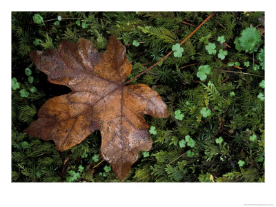 Fallen Oak Leaf by Michele Westmorland Pricing Limited Edition Print image