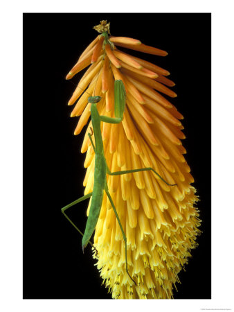 Praying Mantis On Red Hot Poker Plant, Rochester Hills, Michigan, Usa by Claudia Adams Pricing Limited Edition Print image
