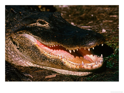Alligator Close-Up by Charles Sleicher Pricing Limited Edition Print image