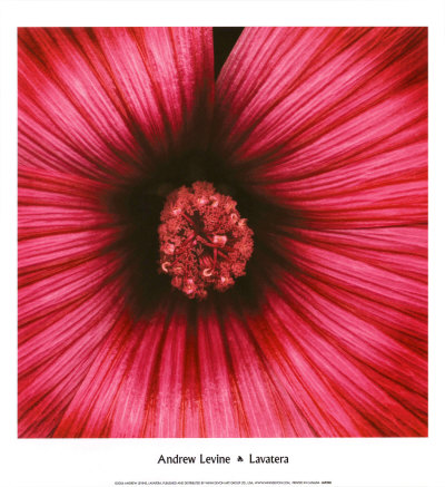 Lavatera by Andrew Levine Pricing Limited Edition Print image