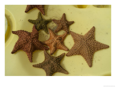 Multi-Colored Star Fish On The Sand by Todd Gipstein Pricing Limited Edition Print image