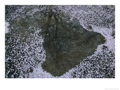 Cherry Blossom Petals Dot The Waters Surface by Michael S. Yamashita Pricing Limited Edition Print image