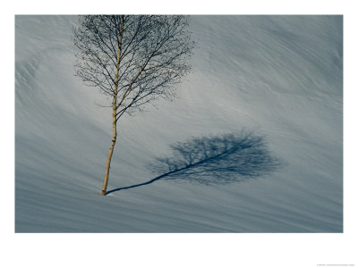 A Leafless Birch Tree Casts Its Shadow On Fresh Snow by Bill Curtsinger Pricing Limited Edition Print image