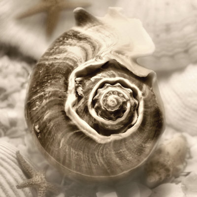 Iridescent Seashell Iv by Donna Geissler Pricing Limited Edition Print image